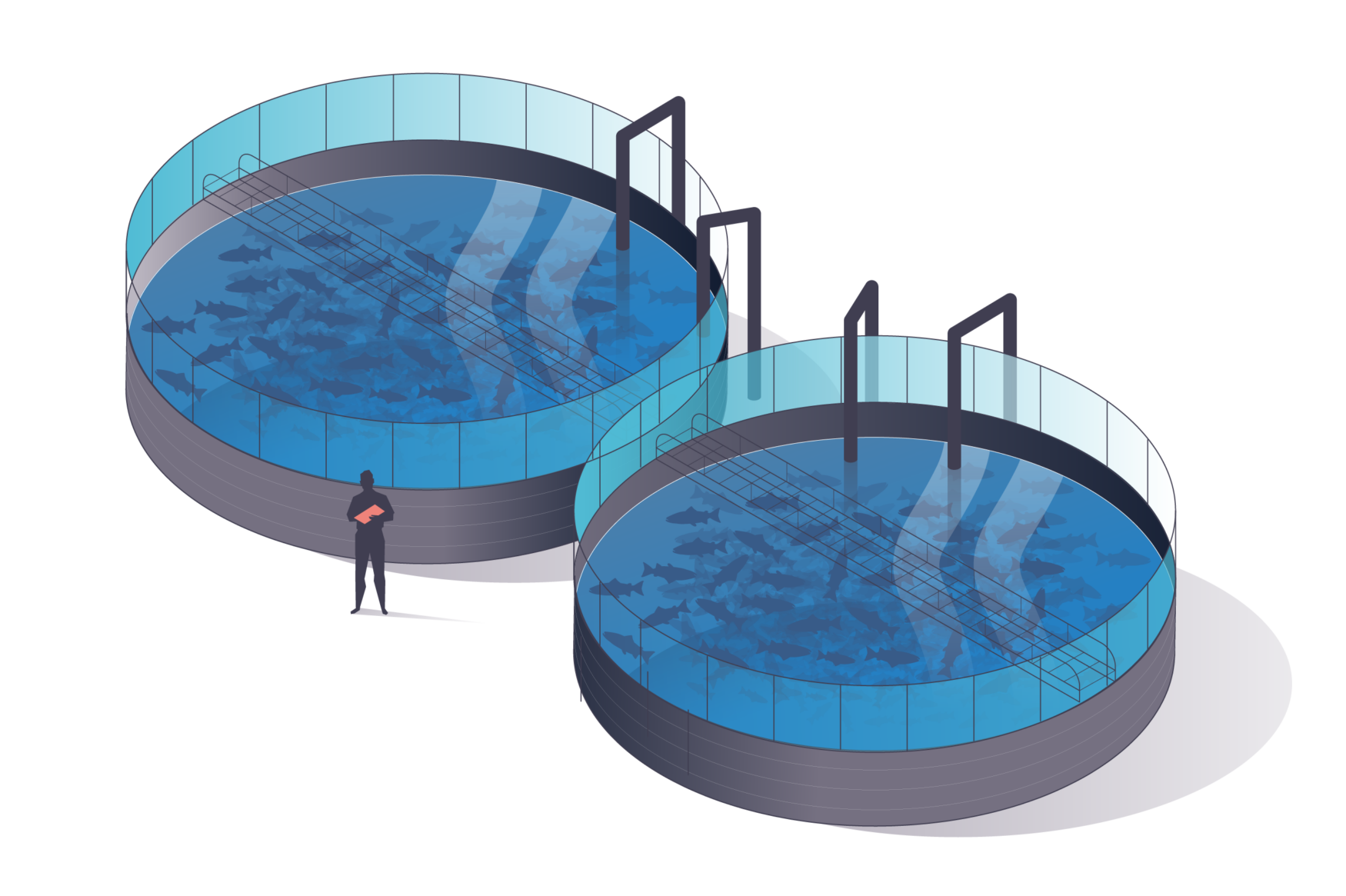 Aquaculture tanks - land based fish farming - the fish are transferred to the largest grow-out tanks.