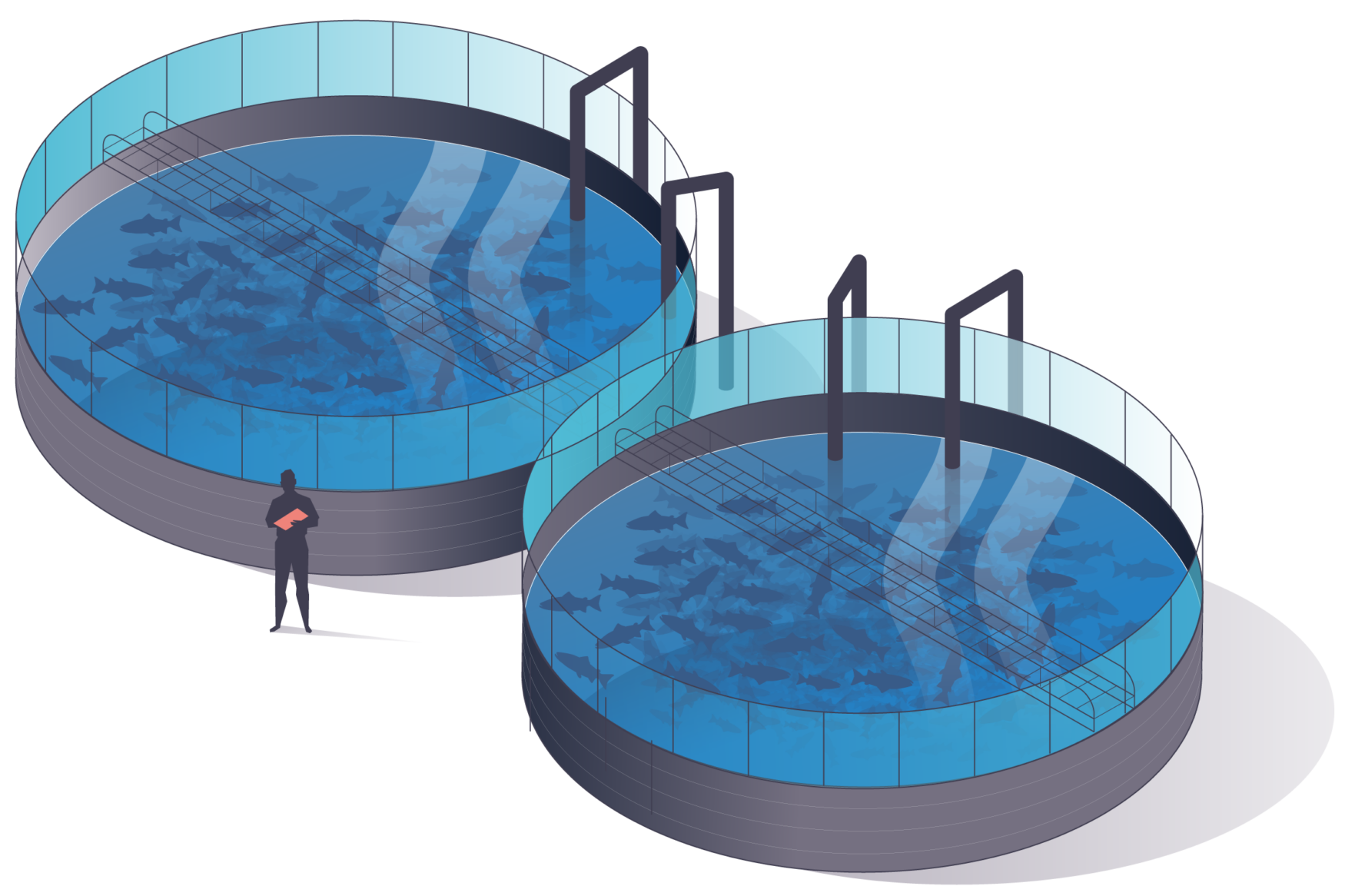 Bassins d'aquaculture - stade de croissance - les poissons sont transférés vers les bassins de croissance les plus grands.