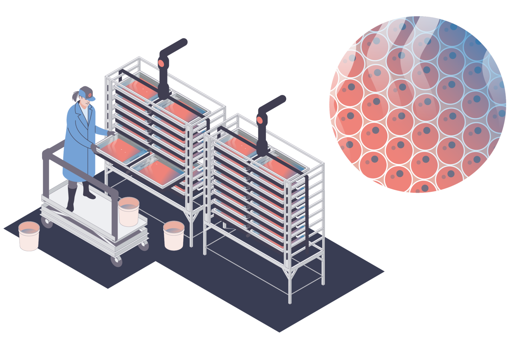 Farmed salmon - Fish eggs (ova) are contained in shelves where temperate freshwater flows through the shelves